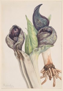 Stinkkool (Spathyema foetida) door Mary Vaux Walcott