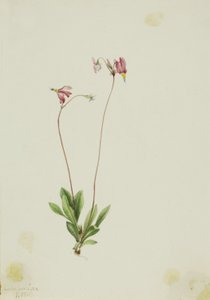 Slanke schietster (Dodecatheon pauciflorum)