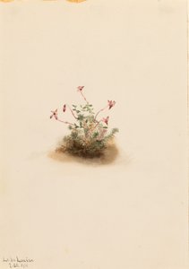 Kleine veenbes (Oxycoccus palustris) door Mary Vaux Walcott