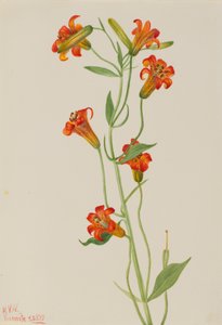 Kleine Tijgerlelie Lilium parvum, 1933