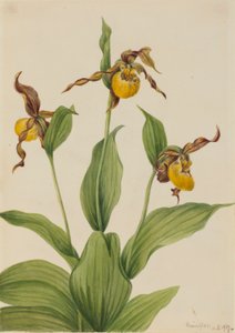 Klein geel pantoffeldiertje (Cypripedium parviflorum) door Mary Vaux Walcott
