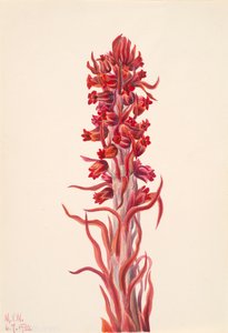 Sneeuwplant Sarcodes sanguinea