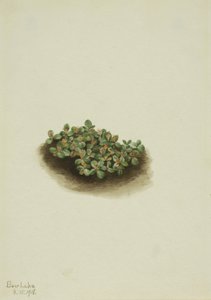 Sneeuwwilg (Salix nivalis)