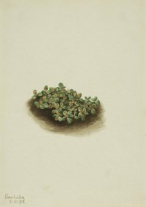 Sneeuwwilg Salix nivalis, 1918 door Mary Vaux Walcott