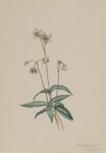Gevlekte Pipsissewa (Chimaphila maculata) door Mary Vaux Walcott