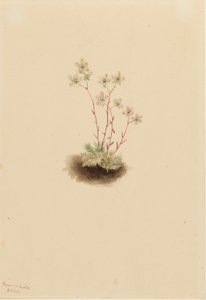 Gevlekte Saksenbloem (Saxifraga bronchialis) door Mary Vaux Walcott