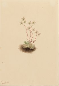 Gevlekte Steenbreek Saxifraga bronchialis, 1903