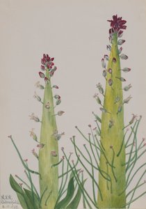 Squaw-Kool Caulanthus inflatus, 1935 door Mary Vaux Walcott