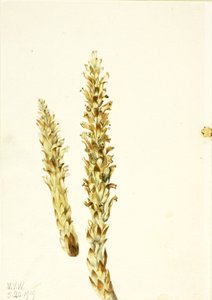 Squawroot Conopholis americana, 1919 door Mary Vaux Walcott