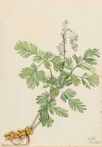 Eekhoornmaïs (Bikukulla canadensis)