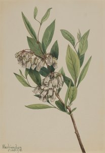 Stagger-Bush Pieris mariana, 1918