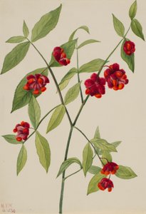 Aardbeibos-"Harten boordevol liefde" (Euonymus Americanus) door Mary Vaux Walcott