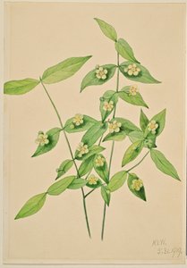 Aardbeienstruik (Euonymus americanus)