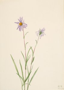 Moerasaster, 1922