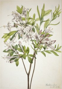 Moeras Azalea Azalea viscosa, 1918