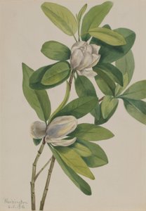 Moerasmagnolia (Magnolia virginiana)