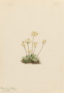 Zoete Androsace (Androsace carinata)