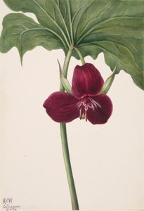 Zoete Trillium Trillium vasyi door Mary Vaux Walcott