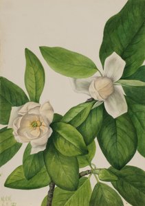 Sweetbay Magnolia virginiana door Mary Vaux Walcott