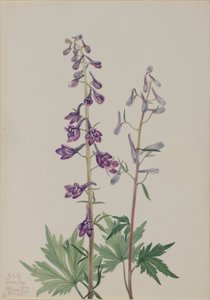 Ridderspoor (Delphinium elongatum) door Mary Vaux Walcott