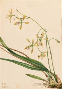 Tampa Epidendrum (Epidendrum tampense)