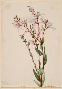 Teerbloem (Befaria racemosa) door Mary Vaux Walcott