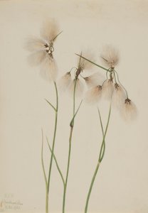 Kwastjeswollegras (Eriophorum angustifolium) door Mary Vaux Walcott