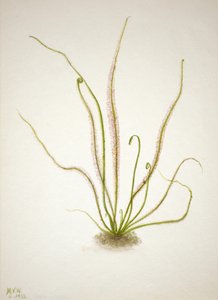 Draadbladige Zonnedauw Drosera rotundifolia, 1933 door Mary Vaux Walcott