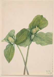 Rups Trillium (Trillium sessile)