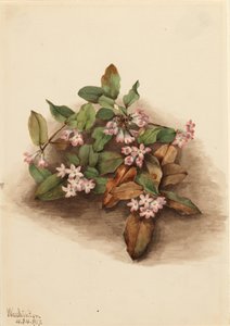 Kruipende Epigaea, 1917 door Mary Vaux Walcott