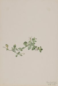 Houstonia (Houstonia procumbens)