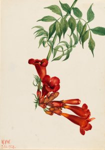 Trompetkruiper (Bignonia radicans)