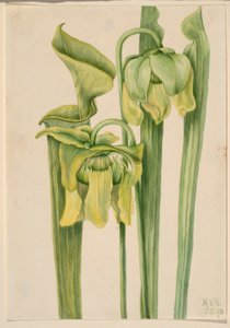 Trompetblad (Sarracenia flava) door Mary Vaux Walcott