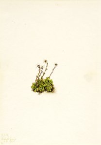 Kuifsalie (Saxifraga caespitosa)