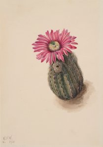 Turkeyhead Cactus Echinocerus perbellus door Mary Vaux Walcott