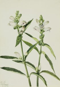 Schildpad (Chelone glabra) door Mary Vaux Walcott