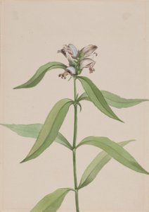 Schildpad (Chelone glabra) door Mary Vaux Walcott
