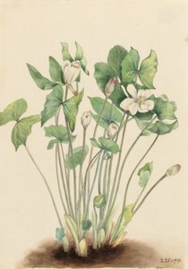 Tweeblad (Jeffersonia diphylla) door Mary Vaux Walcott