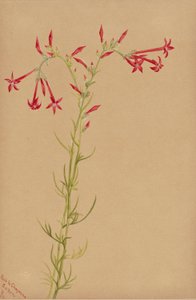 Zonder titel - Bloemenstudie
