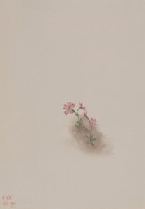 Zonder titel - Bloemenstudie
