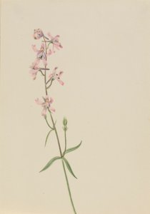 Zonder titel - Bloemenstudie door Mary Vaux Walcott