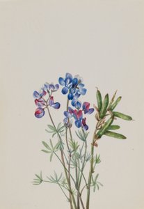 Zonder titel - Bloemenstudie door Mary Vaux Walcott