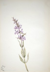 Zonder Titel - Bloemenstudie door Mary Vaux Walcott