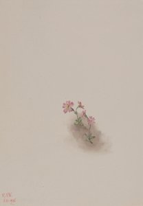 Zonder titel--Bloemenstudie, 1936
