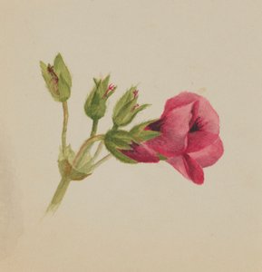 Zonder titel--Bloemenstudie, ca. 1876 door Mary Vaux Walcott