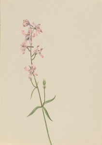 Zonder Titel--Bloemenstudie, ca. 1900-1930 door Mary Vaux Walcott