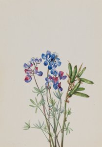 Zonder Titel - Bloemenstudie door Mary Vaux Walcott