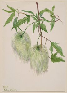 Zonder titel - Plantenstudie