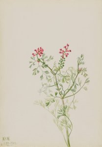 Zonder titel - Plantenstudie