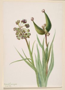 Zonder titel - Plantenstudie